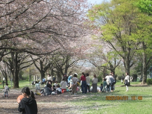 大堀川の桜が満開です。柏駅から歩いてもバスでも来る事が出来ます。柏市にも春がやって来ました。柏駅西口から徒歩１０分程で大堀川に架かる昭和橋に着きます。染井吉野を中心に青葉橋から北柏橋までのリバーサイドパークに平成12年(2000)から6年間にわたり、柏市主催「桜の里親制度」によって柏市民のボランティアが桜の木を植樹しました。柏市民から寄贈された桜が２０年以上経て立派な大樹と成り、多くの桜の花を咲かせます。３月上旬は暖かい日が続いたので３月中旬には染井吉野が開花いたしました。その後雨が降ったり、気温が低かった為、桜が満開を保っています。大堀川リバーサイドパークは大堀川沿いに整備された人・自転車専用（人が優先）の遊歩道です。2007年3月18日に水戸街道、ＪＲ常磐線の下を潜る歩道が出来て全面開通しました。青葉橋から北柏橋まで全長３.７７ｋｍに柏市民、団体から寄贈された染井吉野が５００本植えられています。柏駅西口から東武バスが出ていてトイレやコンビニ、レストランが近くにあります。