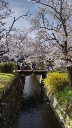 桜の満開を迎えた京都は1年で最も観光客が多いシーズンでバスも大渋滞で移動も一苦労です。そんな時に便利なのはレンタル自転車です。市内中心部はほぼ平坦でかつ電動なので楽々移動できます。祇園から東山、哲学の路を通り金閣寺から仁和寺そして二条と途中休んだり観光してもちょうど１日コースです