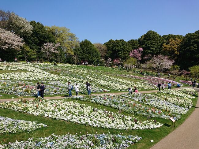 「ガーデンネックレス横浜」<br />花や緑による美しい街並みや公園、自然豊かな里山など、横浜ならではの魅力を発信することで多くの方を横浜に呼び込み、まちの活性化や賑わいの創出につなげます。<br /><br />だそうである。<br />https://gardennecklace.city.yokohama.lg.jp/<br /><br />横浜はこの時期花に埋もれる。<br />花より団子のタイプだったのだけれど、何年か前から春と秋に里山ガーデンフェスタに通うようになった。<br /><br />http://www.satoyama-garden.jp/index.php<br /><br />里山ガーデン大花壇は春と秋に期間限定で公開<br />今春は「爽快の丘」をテーマに、ビオラやパンジー、ネモフィラ、スイセンなど、約140品種30万本の花々で彩られるらしい。<br /><br /><br />アクセスは、<br />相鉄線「鶴ヶ峰」駅、「三ツ境」駅、JR横浜線・横浜市営地下鉄グリーンライン「中山」駅からバスで約20分。<br />もしくは車。<br /><br />■開催期間：令和５年３月25日（土）～５月７日（日）<br />■開園時間：9：30～16：30<br />■入場料　：無料<br /><br />【春里山2023】キッチンカー出店予定　４/８(土)~４/14(金)