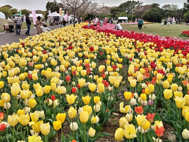 藤枝・瀬戸川沿いの桜&吉田公園のチューリップ祭り