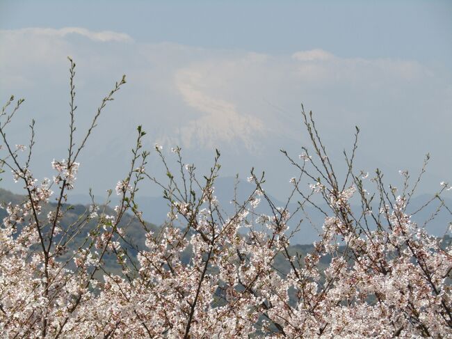 　二宮町にある吾妻山公園には山頂直ぐ下にソメイヨシノの桜が植えられていたので、天気の良い日と待っていたら、4月になってしまった。しかし、平地ではない山の山頂付近なので下より桜は遅いという。<br />　しかし、今日は西の空から雲が湧き出しており、富士山は雲の中である。<br />　さすがに、ソメイヨシノは満開か散り始めといったところで、まだまだ見頃だ。<br />　山頂には2本の枝垂れ桜が植えられている。一本は石垣のずっーと手前であり、富士山が見える見えないではない。そうしたこととは無縁な場所である。もう1本は公園の庭師がいうには枝垂れ桜のバックに富士山が来る場所があるのだという。私もそれを確認すべきかとも思ったが、富士山が前回のように綺麗に見えている訳でもないので、「ま、良いか。」ということにした。<br />　吾妻山公園の山頂直ぐ下にはソメイヨシノが殆どではあるが大島桜もある。散ってしまっている桜もあるので、他にも品種があるようだ。<br />　管理事務所で私の枝垂れ桜論を植木職人の職員に話し、「出来れば、紅白の枝垂れ桜の間に富士山を望めるようにしたら、日本人にも外国人にも受けると思う。」とした。「こちらにはそんなアイディアはありませんから。」と言って感心していた。それにしても関東の「富士見100選」で桜が満開だというのに、外国人が一人もいなかったにには驚いた。職員は外国人も結構来ているが今日はたまたままだだ。」といっているが果たして本当だろうか？<br />　日本語のガイドブックにも英語のガイドブックにも冬の菜の花と富士山だけでこの時期の桜と富士山が記載されていないのでは？<br />（表紙写真はソメイヨシノと富士山）