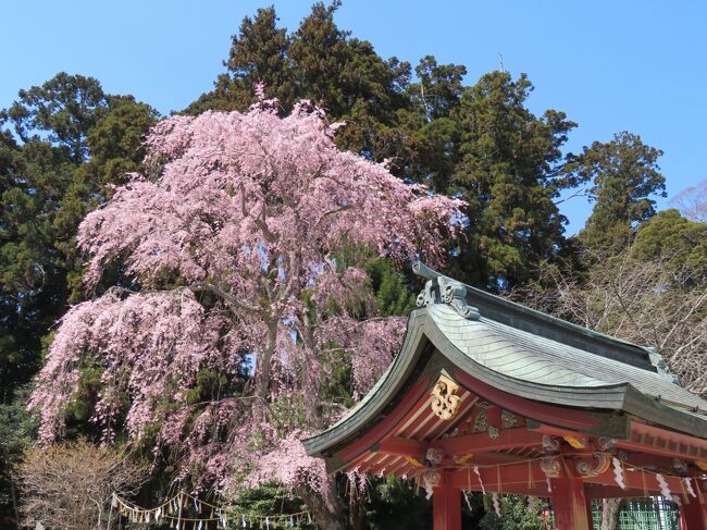 4/1(土)に父と鹽竈神社・志和彦神社の桜を愛でてまいりました。<br />エドヒガンやシダレザクラなどは見ごろを迎えておりましたかね～<br />いつも通り、日乃出庵で昼食の後は市の複合施設「壱番館」の展望台から景色を眺めたりしました。<br />連作となりますが、情報の鮮度重視な点なにとぞご了承の上ご覧いただければ幸いに存じます。<br />