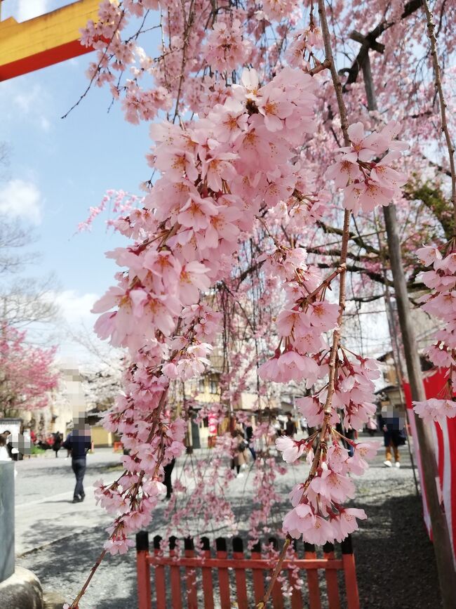 ここまで読んで下さった方はいったいこの旅行記はどこまで続くんだといい加減疲れてきたことでしょう。<br />安心して下さい。<br />これとあと一つ(【番外編】天橋立、伊根の舟屋編)で最後になります。<br />普通これだけ沢山の内容を一度の旅行、しかも7日間に盛り込む人もいないでしょう。<br />あわただしくて疲れてしまいそうとね。<br />その点、ひとり旅はやりたい事をやりたいだけ自らの知力、体力、時の運をかけて思いきりやれるので最高。<br />誰に気兼ねもしなくて良い。<br />自分で考えたオリジナルのツアー。<br />失敗も思い出。<br />旅先で出会う様々な人々から優しくされたり、影響を受けたり。<br />思い通りに行かないことも多く、人生そのもの。<br />ここ京都でも考えさせられる出会いもありつつ目一杯楽しんできました。<br />前置きか長くなりましたが、京都で行った場所は<br />哲学の道、今宮神社、平野神社、祇園、清水寺、安井金比羅宮、伏見の十国船(乗っていません。夜に写真を撮りに行っただけ。ライトアップしていなかったため写真も真っ黒)です。<br />幸い天気良く(やっと天気回復)満開の桜を楽しみました。<br />文章少なめ桜の写真多めの旅行記となります。<br />