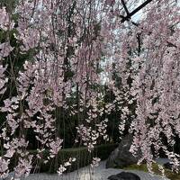 ⑯桜満喫　マダムの春旅イン京都　4日目の２　花ごころ（ランチ）・妙心寺退蔵院　