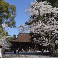 関西春の花旅（三日目）～琵琶湖疎水～三井寺、源氏物語の石山寺は滋賀屈指の桜の名所。優雅で気品のある境内は清らかな満開の桜でさらに大変化です～