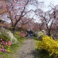 関西春の花旅（四日目完）～桜真っ盛りの原谷苑、定番桜のトンネル、哲学の道に椿の霊鑑寺。北野をどりと府立植物園の桜ライトアップもはんなりです～