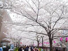 桜の咲き始め時期に満開を探しに日本横断の旅 (Best Cherry Blossom all over Japan)