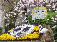 久しぶり神戸姫路レッサーパンダ遠征2023（３）花の動物園いろいろ～ぎり桜の王子動物園・桜以外の神戸どうぶつ王国・山桜の姫路セントラルパーク