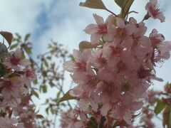 伊豆多賀でヒマラヤ桜とアジタタキ丼と長浜海浜公園足湯の旅。