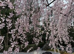 ⑯桜満喫　マダムの春旅イン京都　4日目の２　花ごころ（ランチ）・妙心寺退蔵院　