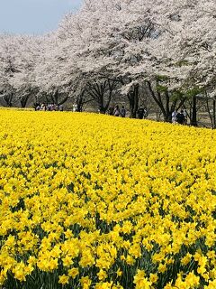 ＊春の洪水＊30万本の水仙と、1キロ続く桜並木！