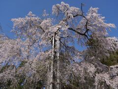 関西春の花旅（二日目）～秀吉が晩年に催した醍醐の花見で知られる醍醐寺の桜。豪華絢爛な美しさは三宝院の庭園と合わせて桃山時代の偉大な遺産です～