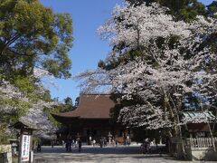 関西春の花旅（三日目）～琵琶湖疎水～三井寺、源氏物語の石山寺は滋賀屈指の桜の名所。優雅で気品のある境内は清らかな満開の桜でさらに大変化です～