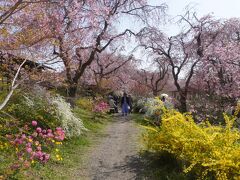 関西春の花旅（四日目完）～桜真っ盛りの原谷苑、定番桜のトンネル、哲学の道に椿の霊鑑寺。北野をどりと府立植物園の桜ライトアップもはんなりです～