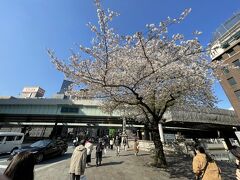 日本橋桜クルーズ