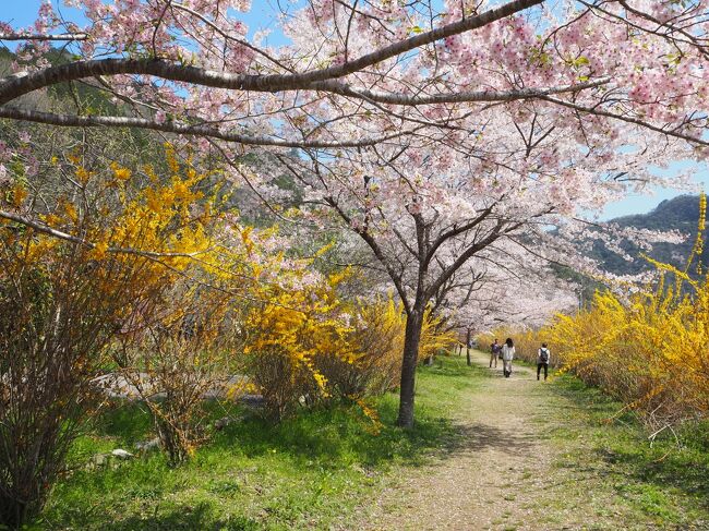 3/24に大阪へ出かける時には<br />2~3分咲きだった広島の桜、<br />翌週には関西地方の桜を追いかけて満開に。<br /><br />3/31~4/1、例年より一週間程度早く開花した桜をもとめて回遊。<br />広島市周辺のお気に入りの場所を今年も巡りました。
