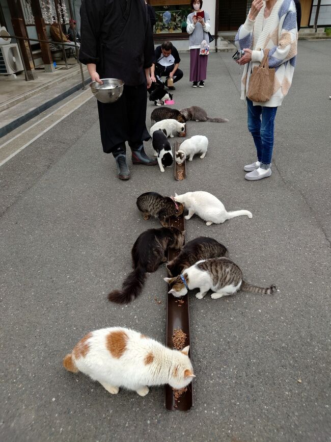 天気予報をみて、水曜日が雨でないこと、金沢能楽美術館が開館していることを確認して、御誕生寺の猫に会いに武生に行きました。午後の餌やりを見て、武生駅近くの京よろずに泊まります。<br />京よろずは1日3組限定の和製オーベルジュです。老舗料亭おりょうり京町　萬谷が３組の宿泊で料理を出します。<br />      　　①御誕生時の猫ちゃんに会う<br />　　　　②京よろずで美味しい料理を食べる<br />　　　　③前回の金沢旅行では休館していた金沢能楽美術館や懐華楼に行く<br />を楽しみにして。