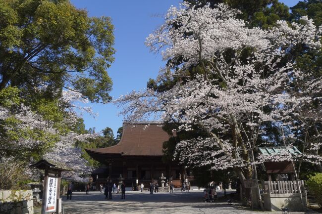 旅の三日目は、滋賀。滋賀屈指の花見の名所、三井寺と石山寺を回ります。<br />調べてみると三井寺は2011年、石山寺は2012年以来。10年以上のブランクが空いていますが、まあそれくらいは当然かな。滋賀は一般に知られている以上に歴史や文化の宝庫で私も一目置いているところ。あれこれと見どころが広範囲にあって、大津周辺といえども滋賀の見どころのほんの一部ですから、一巡するだけでも大変なんです。<br />例によって、たびたび的に滋賀県の観光エリアを整理すると以下の通り。表面的にはすべてカバーしているんですが、観音寺山城やMIHOMUSEUM、滋賀県立琵琶湖博物館などまだ気がかりなところが少しずつ残っていて、すぐには埋めれそうにない。どうしたらいいかなあと悩んでいたところです。ただ、そういう時はやはり原点回帰の大津。むしろ大津・石山寺はフォートラ会員になってから旅行記を書いたことがないし、結果として、今回の花見の旅にはすぐには解消できないもやもやを落ち着かせる意味もあったような気がしています。<br /><br />＜滋賀の観光エリアランキング＞<br />1位　 大津・石山寺<br />2位　 長浜・木之本<br />https://4travel.jp/travelogue/11088595<br />https://4travel.jp/travelogue/11000966<br />https://4travel.jp/travelogue/11057522<br />https://4travel.jp/travelogue/10675169<br />3位　 近江八幡・安土・東近江・日野<br />https://4travel.jp/travelogue/11456656<br />https://4travel.jp/travelogue/11456654<br />https://4travel.jp/travelogue/10753297<br />https://4travel.jp/travelogue/10753296<br />4位　 比叡山～坂本・堅田・高島<br />https://4travel.jp/travelogue/11008018<br />5位　 彦根・米原<br />https://4travel.jp/travelogue/11000969<br />https://4travel.jp/travelogue/11057530<br />6位　 草津・信楽・甲賀<br />https://4travel.jp/travelogue/11057527<br />https://4travel.jp/travelogue/11020312<br />https://4travel.jp/travelogue/11008015<br /><br />前置きが長くなってしまいましたが、三井寺のこと。壬申の乱で敗れた大友皇子の子、大友与多王（伝承上の人物？）が天智天皇の所持仏だった弥勒菩薩像を本尊とする寺を建立。大友皇子と敵対した天武天皇も、朱鳥元年（686年）、これを許可し園城寺の寺号を与えたと伝わります。また、三井寺の通称は、天智・天武・持統の3代の天皇の産湯として使われた霊泉があったことから”御井（みい）の寺”と言われていたものが転じて”三井寺”になったとも。天智天皇が即位したのは近江大津宮だし、天智天皇と三井寺はよくよくの深い縁も感じます。<br />そして、後世の発展の基礎を築いたのは智証大師円珍。唐から帰国した円珍は、貞観元年（859年）、三井寺を再興、三井寺は延暦寺の別院に。貞観8年（866年）、三井寺の円珍には伝法の公験が付与され、貞観10年（868年）、遂に天台第5代座主就任。三井寺は阿闍梨の位を授ける伝法灌頂の道場となりました。<br />しかし、円珍の死後は、第3代天台座主、慈覚大師円仁派との対立が勃発。山門派対寺門派の争いにより、円珍派の寺門派は延暦寺を追われ、三井寺を拠点として延暦寺の山門派に対抗していく関係となります。対立は激化し、延暦寺は三井寺を何度となく焼き討ちにするのですが、三井寺もこれに対抗すべく時の権力者との関係強化を図ったり、何度も復活しているその歴史はけっこう独特です。<br />ところで、天台宗における円仁、円珍については、個人的な見方ですが、結局はコップの中の争いかな。二人とも天台宗の弱点だった密教を補完するために力を尽くしたのですが、円珍は密教や修験道に肩入れし過ぎた感があるというだけのこと。どちらも天台宗の本丸である法華三大部の発展なんかには関心が薄いように感じます。結局、そこに踏み込んだのはあえて言えば日蓮かな。天台宗が法華経を最高の教えであると説いたのを素直に受け止め、末法思想に応じて法華経との向き合い方の新しい扉を開きました。円仁、円珍は、密教に関する最澄の劣等感ばかりに気を取られて、密教にご執心だった桓武天皇や嵯峨天皇のパーソナリティにも振り回され過ぎ。密教は空海で十分だし、肝心なことをやってない。そんな感じですけどね。曼殊院の口コミでも少しまとめていますので、興味のある方はどうぞ（https://4travel.jp/dm_shisetsu_tips/15005988）<br />さて、元に戻って、訪ねた三井寺の桜の方は想像以上。清らかな桜が三井寺の境内のあちこちを雲がたなびくように彩っている姿は本当に素晴らしい。もともと気品があって清々しい雰囲気のある三井寺なのですが、それをさらに何段階もランクアップさせている感じ。ただただ感服するしかありません。円珍についてはちょっとネガティブなことも書いてしまいましたが、壬申の乱にも関係する創建の経緯や後世の延暦寺との厳しい抗争の繰り返し。その困難の中で人々に広く支持され、長く歴史と文化を紡いできた物語があることも間違いのない事実。そんなことを考えると、この桜の美しさは余計ありがたく貴重なものに思えます。島倉千代子じゃないですが、人生いろいろ、桜もいろいろ。美しい三井寺の桜にいろんな思いが重なりました。<br /><br />石山寺ほかについては、また本文で。