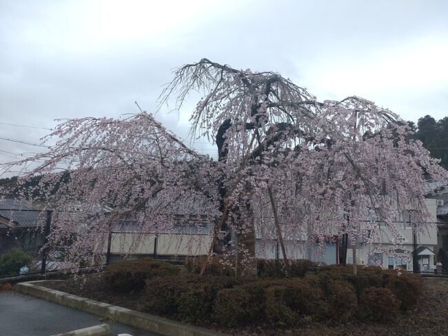 山のほうにいけばとりあえず、ひとごまない桜が見れるだろうという期待のもとに。