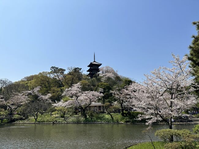 さくらの季節、横浜の三渓園へ。<br />横浜の実業家、原三渓によって造園された、１７．５ヘクタールの庭園です。<br />池の周囲に咲くさくら、丘の上の三重塔、合掌造りの家屋などを、２時間ほどかけて見て回りました。<br /><br />三渓園のあと、みなとみらい地区へ。<br />横浜中華街で肉まんを食べたあと、山下公園、カップヌードルミュージアムパーク、汽車道、さくら通りと、さくらの名所へ。