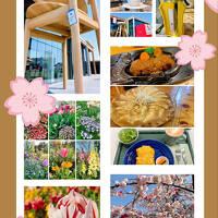 春爛漫♪ 妹と姪っ子たちとの4年ぶりデート in 浜松: 滋賀からの545km往復ドライブ、グルメ、映えスポット、満開の花を楽しんだ1泊2日