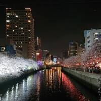 4月初旬、横浜の掃部山公園、大岡川の夜桜&#127800;巡り。