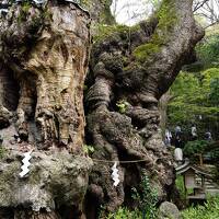 伊東温泉へ～樹齢二千年の大楠と小室山～