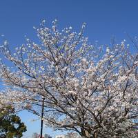 ちょっと九州でお花見を！