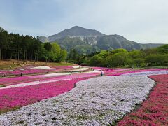 【2023年】4月1日清雲寺のしだれ桜はそろそろ終わりだけど羊山公園の芝桜はこれからですよ。追記4月14日の芝桜