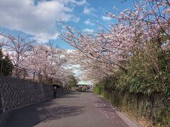 神奈川県戦没者慰霊堂&#127800;お花見散歩