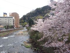 湯河原千歳川沿いの桜並木が満開できれいでした。