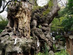 伊東温泉へ～樹齢二千年の大楠と小室山～