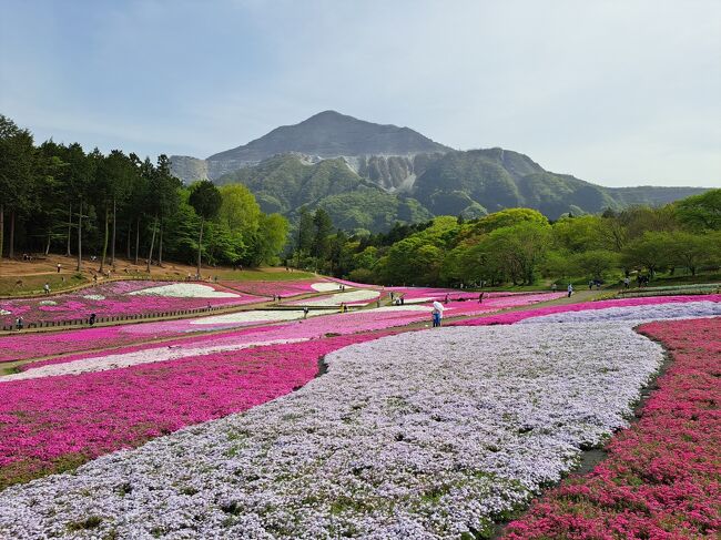 今年の桜は全国各地例年より早い。昨年も清雲寺の芝桜を見に行ったのだけど、その時はちょうど見ごろだった。<br />今年は早めなのでテレビで先週満開と言っていましたが、先週は予定が入っていけなかったので1週間遅れだけど、4月1日に行ってみることにしました。<br /><br />4月14日から芝桜まつりが始まりました。<br />まだ羊山公園の芝桜を見たことがないという友人とハイキングを兼ねて行ってきました。<br /><br />表紙も14日の芝桜に変更しました。