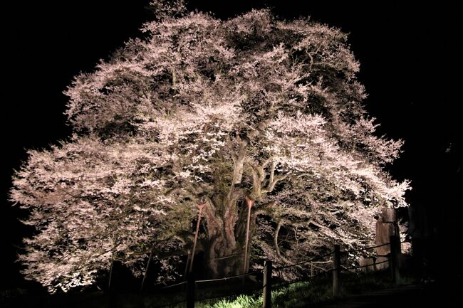 醍醐桜と14度目の逢瀬<br /><br />13度目の逢瀬　https://ssl.4travel.jp/tcs/t/editalbum/edit/11747344/<br /><br />12度目の逢瀬　https://ssl.4travel.jp/tcs/t/editalbum/edit/11684937/<br /><br />11度目の逢瀬　https://4travel.jp/travelogue/11614761<br /><br />10度目の逢瀬　https://4travel.jp/travelogue/11478841<br /><br />9度目の逢瀬　https://4travel.jp/travelogue/11345904<br /><br />８度目の逢瀬　https://4travel.jp/travelogue/11231597<br /><br />７度目の逢瀬　https://4travel.jp/travelogue/11119525<br /><br />６度目の逢瀬　http://4travel.jp/travelogue/11002930<br /><br />５度目の逢瀬　http://4travel.jp/travelogue/10876614<br /><br />４度目の逢瀬　http://4travel.jp/travelogue/10663488<br /><br />３度目の逢瀬　http://4travel.jp/travelogue/10562057<br /><br />２度目の逢瀬　http://4travel.jp/travelogue/10327538<br /><br />初逢瀬　　　　http://4travel.jp/travelogue/10234830