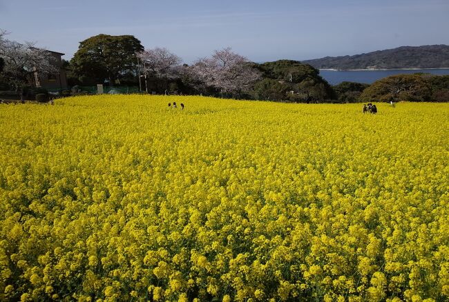 のどかな離島、だけど住所は1941年以来、福岡市。<br />花の島、フラワーアイランドとして有名です。<br />