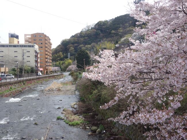 湯河原に桜の名所はないか，と聞いたら，千歳川との答えが返ってきました。そこで，千歳川をあるきました。川沿いの桜並木が満開できれいでした。