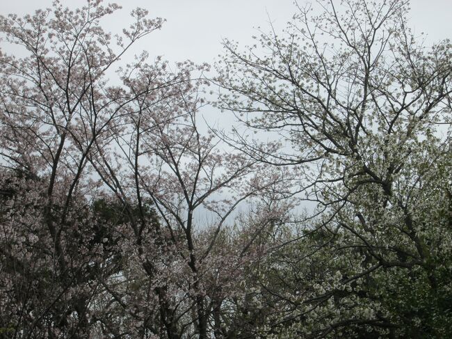  　　　山歩き 六国峠ハイキングコース・天園・鎌倉　標高159.4M(標高差154M)　神奈川県横浜市　観桜　全行程　5時間58分　　金沢文庫駅～（22分）能見堂跡(11分)～（1時間8分）こがね台広場(22分)～（7分）金沢自然公園（17分）～（1時間25分）天園(12分)～（36分）永福寺跡・鎌倉宮・白旗神社・大蔵幕府跡等・壇葛（56分）コーヒー店<br />「日時」2022年4月5日<br />「アクセス」京浜急行金沢文庫駅　<br />