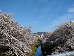 うわぁ－！ 桜のボリュームがすごい 佐保川の桜並木（奈良）