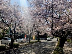 秩父フリーきっぷで秩父長瀞日帰り旅行 #1 ～北桜通りの桜とくるみそば～