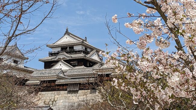 母を連れて松山旅行の第一の目的は松山城。<br />現存する１２天守の一つ。<br />歴史音痴の私だけど、熊本城を訪れたことをきっかけに<br />天守に登る体力があるうちに、お城を訪問したいと思い始めた。<br />前回は松江城と岩国城。予想外に楽しかった。<br />今回の松山城は期待以上のすばらしさ。<br />桜の満開とドンピシャリ。青空の元でお花見も楽しめた。<br />天気の神様に感謝！<br />そしてなんといっても今年米寿の母が一緒に見学できたこと。<br />狭い階段を何回も上り下り。本当に頑張ってくれた。<br />前日の石階段といい、天守見学といい、地元のボランティアガイドさんもビックリしていた。<br />日々の散歩と筋トレ、ストレッチの積み重ねが功を奏している。