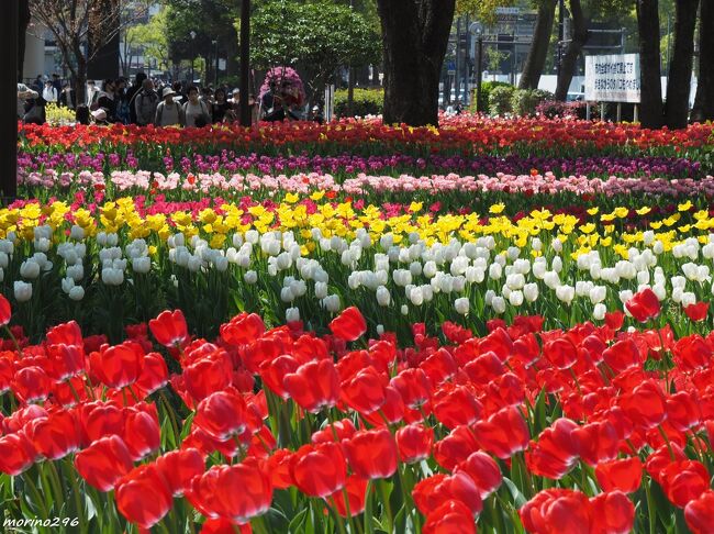 横浜に春の訪れを告げるガーデンネックレスが、2023.3.25から6.11まで開催され、桜・チューリップ・バラと3つのテーマフラワーがリレーし、長い期間にわたり花を楽しむことが出来ます。<br />この日は、桜とチューリップを楽しみました。<br /><br />ガーデンネックレス横浜2023の期間中には、<br />・FLOWER GARDEN 2023@赤レンガ倉庫イベント広場<br />・第45回よこはま花と緑のスプリングフェア2023@横浜公園、山下公園、日本大通り<br />などのイベントも開催されます。