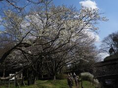 引地川上流の桜名所（１）ふれあいの森公園　