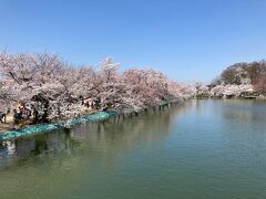 北信の桜の名所【臥竜公園】へ