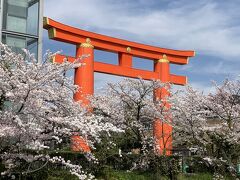 2023年、京都の桜も、なんとか間に合いました