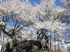 山高神代桜と茅ｹ岳