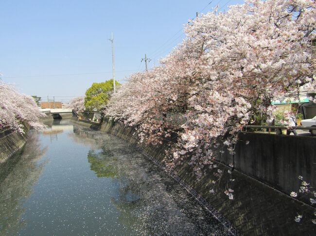 たくさんの桜の名所があるのは市川市だけに限ったことではありませんが、<br />華やかな花の美しさをも陵ぐ、４トラベルで私の知る限りでは二人の有名な女性の方がいらっしゃいます。その名は「温熱　猪口齢糖さん」と「ホワイトフラワーさん」<br />溜息のでるような豪華なホテルステイで読者を魅了する猪口齢糖さん、<br />独特の文体とたくさんの写真の旅行記で読者を疲れさせる、いや楽しませる<br />ホワイトさん。お二人の魅力はあの国府台の【羅漢の井】のように汲めども尽きぬ湧水のようです。<br />もしかしたら今日はお花見に出かけたら、あこがれのお二人に出会えるかもしれない、と淡い期待に小鳩のような胸を膨らませながら家を出たのでした。<br /><br />参考文献　千葉県の歴史散歩　山川出版社