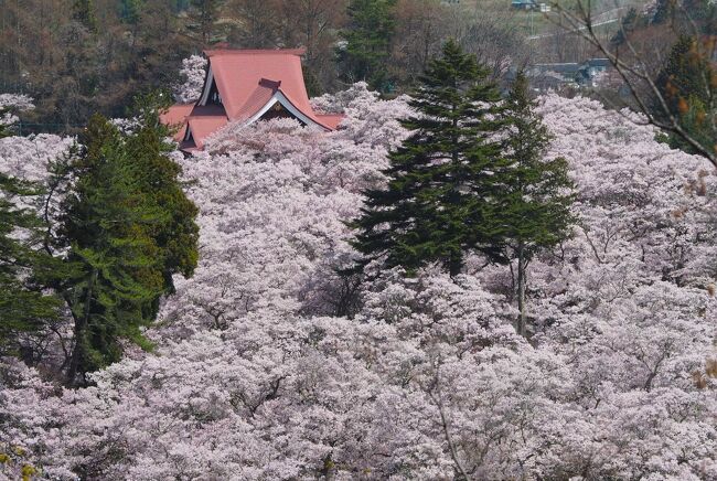 高遠の桜は以前見に行ったがタイミングが合わなくて残念な結果に終わってしまったので今年は吉野をあきらめて高遠の桜を見に行こうと（大体同じ時期なので）前からツアーをがっつり予約するも、桜のタイミングが去年より一週間ぐらい早くなってしまったためツアー自体が催行中止に。<br />天気予報をみたら2日の日曜日は天気が良く、また満開予想だったので<br />あずさを取って決行！<br />新宿からあずさ1号でコネクトする感じで茅野駅西口から臨時バスが出ていたのでそれで高遠バスターミナルまで。そこから循環バスで白山橋まで行き、歩いて白山観音の絶景スポットへ。その後高遠城址公園で花見をして帰る時間になってしまったので後ろ髪ひかれながらも再び同じルートで茅野駅15時18分のあずさで新宿へ。帰りのあずさは満席でした。予約しておいて良かった。<br /><br />今回のルート<br />高遠バスターミナルから循環バス（200円）→白山観音→高遠城址公園南口　白兎橋、桜雲橋　→北口の方へ向かって歩く→歩いて高遠バスターミナルへ。
