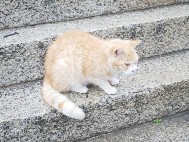 ずっと行ってみたかった宮島へ、小１息子を連れて行ってきました。<br />11月に行った男木島の猫にまた会いたい、と息子から熱烈なリクエストがあり、地図を見ながら旅程を検討。<br />宮島から男木島は遠い・・・しかし、間に尾道入れて移動しながら行けなくもない？<br />本当はしまなみ海道行きたいけど息子まだ自転車乗れないしむしろ高松行っちゃうか！と、広島－香川旅に決定。<br />移動ばかりの3泊４日になりましたが、様々な出会いもあり思い出に残る旅となりました。<br /><br />3-4日目　尾道－高松-男木島-屋島の旅行記です。