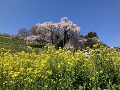 三春の滝桜