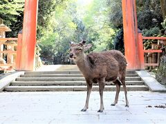 2023春旅は奈良⑦　春日大社に奈良公園、鹿と戯れ、いざ帰京